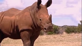 Raging Rhino Charge  Vet Safari  BBC Earth [upl. by Larine]