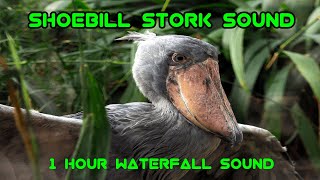 Shoebill Stork Sound  Waterfall and Bird Sounds [upl. by Ailssa]