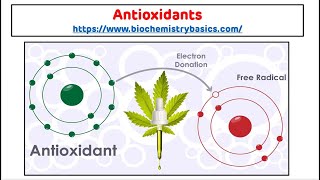 Antioxidants  Antioxidants Biochemistry  Free Radical Scavengers [upl. by Katharyn772]