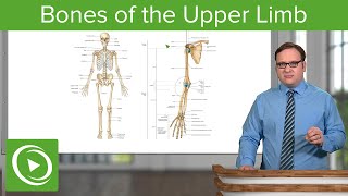 Bones of the Upper Limb – Anatomy  Lecturio [upl. by Higgs]