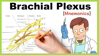 Brachial plexus Mnemonics [upl. by Jarlath]