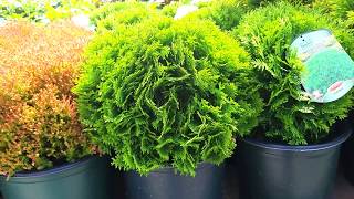 Thuja Danica  A gorgeous little slow growing evergreen [upl. by Crifasi]