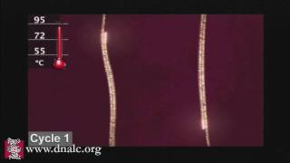 Polymerase Chain Reaction PCR [upl. by Ennayd]