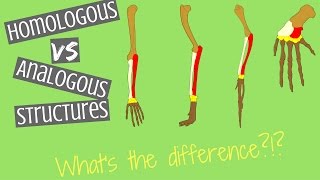 Homologous Structures vs Analogous Structures  Key Differences [upl. by Enyt391]