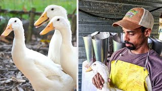 How to PROCESS DUCKS for Meat  Polyface Farm [upl. by Yennek672]