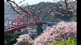 音戸の瀬戸公園、桜と瀬戸の風景が美しい呉のお花見スポット [upl. by Thorny]