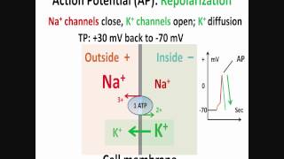 Neuron Action Potential Part 2 Depolarization Repolarization Hyperpolarization [upl. by Eidur]