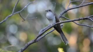 Blackbilled Cuckoo [upl. by Gwen]