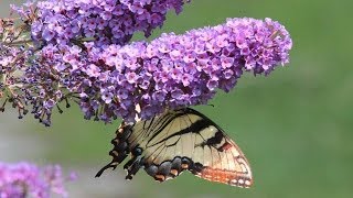 Butterfly Bushes  How To Prune to produce beautiful foliage [upl. by Berthold]