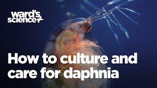 Caring and Culturing for Daphnia [upl. by Eitsud]