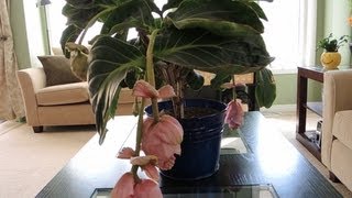 Medinilla Magnifica  Update and Flowering [upl. by Ida945]