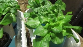 Easy to Grow Hydroponic Lettuce Using the Kratky Method [upl. by Ocnarfnaig]