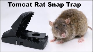 The Tomcat Rat Snap Trap amp A Bobcat Mousetrap Monday [upl. by Lleznol]