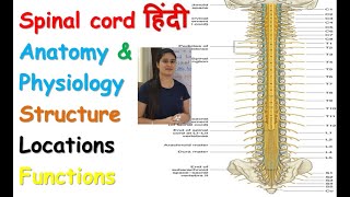 Spinal Cord Anatomy and Physiology in Hindi  Part  1  Structure  Locations  Functions [upl. by Lothario]