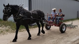 Best Way to Learn Draft Horse Wagon Cart Carriage Driving [upl. by Maddy43]