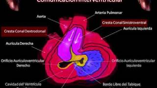 Embriologia del tabique interventricular [upl. by Nylorac]