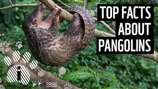 Top 10 Pangolin Facts  Animal Fun Facts  WWF [upl. by Yurt202]