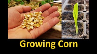 Growing Corn  Part 1 Planting and Germinating [upl. by Ariadne581]