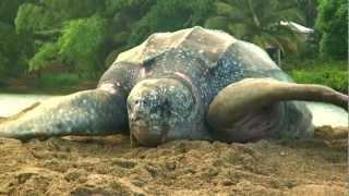 Sea Turtle Nesting Video [upl. by Ehsiom79]