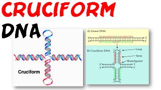 DNA structure  Cruciform DNA [upl. by Crystal710]