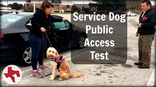 Service Dog Public Access Test [upl. by Accever50]