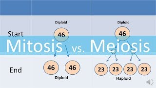 Mitosis vs Meiosis updated [upl. by Charin]