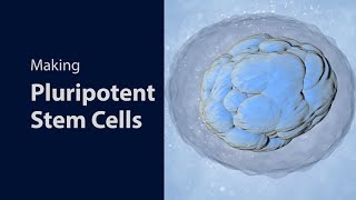 Making Pluripotent Stem Cells [upl. by Ojillib]