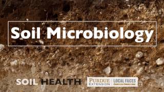 Soil Basics Soil Microbiology [upl. by Lewak]