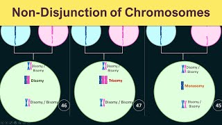 NonDisjunction of chromosomes  Trisomy Monosomy amp Disomy [upl. by Jaffe555]