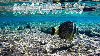 Unbelievable Snorkeling at Hanauma Bay Oahu Hawaii [upl. by Aisetra]