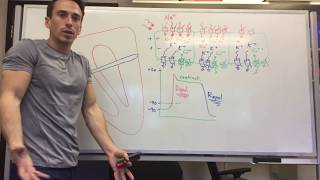 Heart Muscle myocardium Action Potential  Cardiology [upl. by Sabella234]