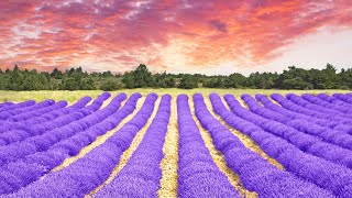 Lavender Farm Tour amp Wedding Venue in Texas 2020 [upl. by Amir]