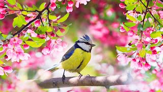 Relaxing Sleep Music Deep Meditation Music Bird sounds  quotSoothing Sounds of Naturequot Tim Janis [upl. by Spearman436]