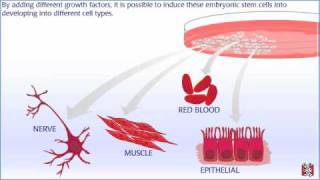 Stem Cells  Alevel Biology  OCR AQA Edexcel [upl. by Reiche]