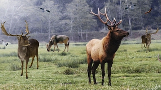 Best elk call amp elk sounds [upl. by Ocnarf]