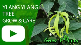 Ylang ylang tree  grow amp care Cananga odorata [upl. by Bonucci]