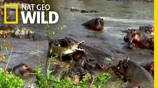 Hippo vs Crocodile  Nat Geo Wild [upl. by Mychal]