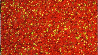 Nanoparticles Assembling at the Interface [upl. by Chaves419]