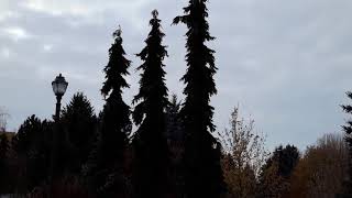 Weeping Serbian Spruce  Picea omorika  Pendula [upl. by Senalda]