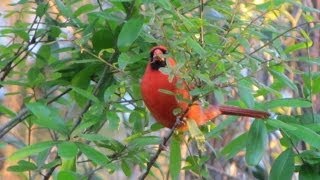 Northern Cardinal Calling  4 different calls [upl. by Nirtiak]