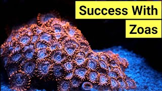 How To Keep Zoas  Zoanthid Care Guide [upl. by Riatsala]