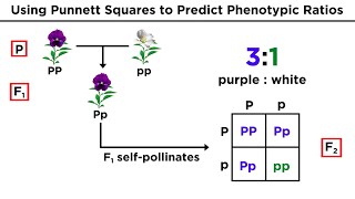 Mendelian Genetics and Punnett Squares [upl. by Euqirat]