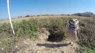 A Few Minutes with the Burrowing Owls [upl. by Eniak]