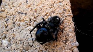 Jumping Spider vs Black Widow [upl. by Doone]