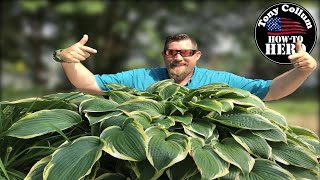 SECRETS to Growing Huge Hosta  QUICKLY [upl. by Aser747]