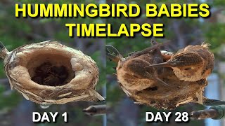 Allens Hummingbird Babies from Hatching to Fledging the Nest [upl. by Ethelda]