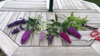 Growing Buddleia [upl. by Lucinda588]