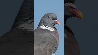 Understanding Pigeon Sounds A Comprehensive Guide [upl. by Devitt]