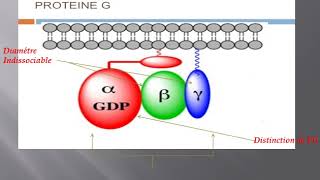 la structure et lactivation de protéine G [upl. by Imarej292]