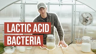 Natural Farming How To LAB Lactic Acid Bacteria [upl. by Furtek]